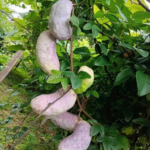 清凉大赛折射“清凉经济”崛起，行业潜力无限